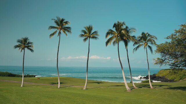  The coconut (Cocos nucifera) is a member of the palm family (Arecaceae) and the only living species of the genus Cocos.  Mauna Kea Beach Drive, The Big Island (Hawaiʻi Island). 