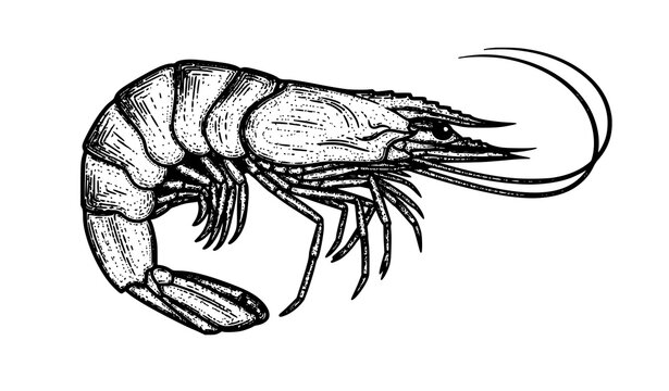 Hand drawn shrimp engraving vector in scratchboard style black and white Caridea sea animal illustration isolated on white