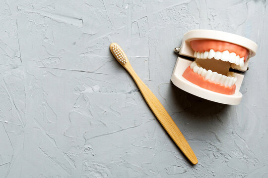 Closeup model of a human jaw with white teeth and Toothbrush. Dentistry conceptual photo. Prosthetic dentistry. False teet top view with copy space