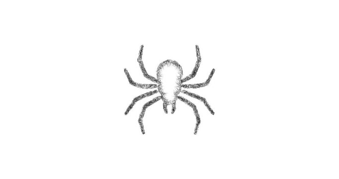 Sketch spider icon animation - smooth progressive reveal