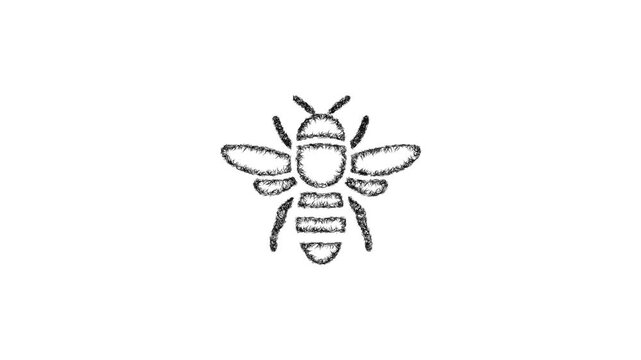 Sketch bee icon animation - smooth progressive reveal