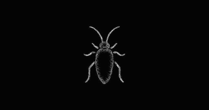 Sketch cockroach icon animation - smooth progressive reveal