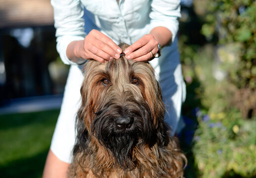 Woman's hands fixing hair clip on dog's head