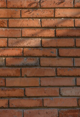 Fototapeta premium Red Brick Wall with Branch Shadows