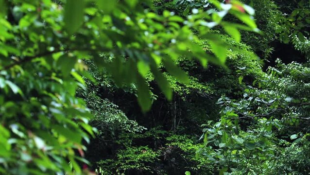 green landscape view of trees in forest