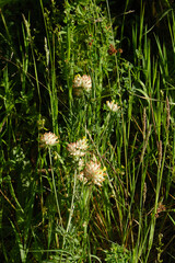 Naklejka premium Kidney Vetch Flowers Closeup