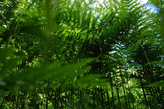 Artistic View of Pteridium Fern Stems in Carpathian Forest