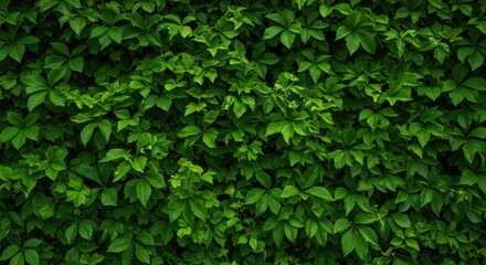 Obraz premium A dense vertical garden featuring bright green leaves intertwined with a thick wall of vibrant emerald grass, providing a lush natural texture background, leafage, macro, nature