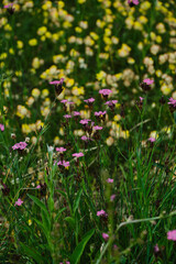 Obraz premium Vibrant Summer Meadow with Flowering Kidney Vetch and Maiden Pink Plants