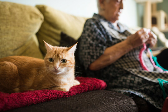Portrait of cat on the couch with senior woman crocheting in the background