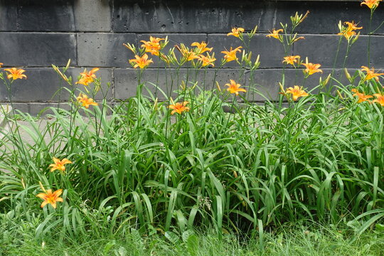 Many orange flowers of Hemerocallis fulva in June