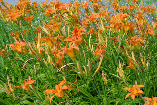 Plenty of orange flowers of Hemerocallis fulva in June