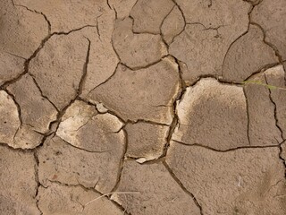 Fototapeta premium plants grow and natural soil cross section