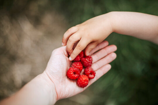 Girl's hand taking rasberry from mother's hand