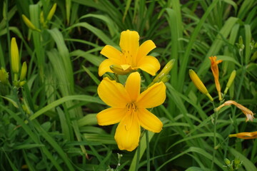 Fototapeta premium 2 bright yellow flowers of day lilies in June