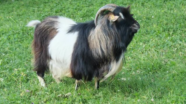 Goat closeup in the green field