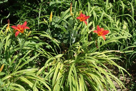 Buds and three red flowers of day lilies in July