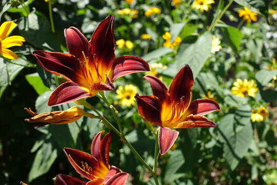 Close view of maroon red and yellow flowers of day lilies in July
