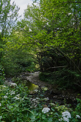 Obraz premium Hiking Path Along Wild Forest River with Rocky Banks and Flowers