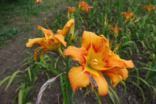 Closeup of double orange flowers of daylilies in mid July