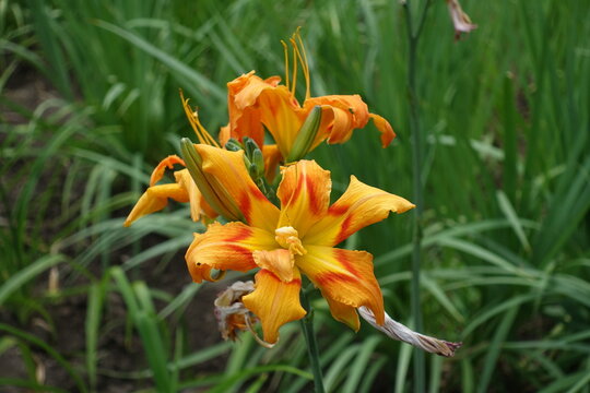Three double orange flowers of daylilies in mid July