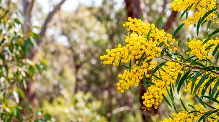 Golden wattle blossoms on a branch in the Australian bush. Yellow acacia flowers in a eucalyptus forest. Native Australian flora and nature concept