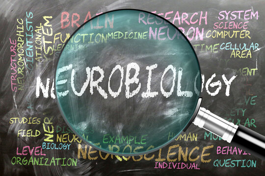 Neurobiology being studied, examined - under close inspection. Most important subjects and ideas closely related to neurobiology. ,3d illustration