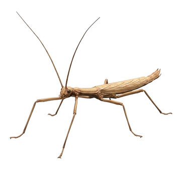 A detailed close up of a tan colored stick insect isolated on transparent background