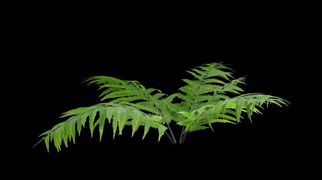 Fern plant gently swaying in a warm summer breeze with natural, perfect for cinematic nature scenes and authentic environmental visuals.