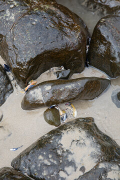 Wet, dark, smooth rocks on a sandy beach with small blue and yellow shells scattered around
