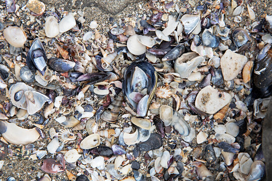 Close-up view of a beach covered in a variety of broken seashells and mussel shells