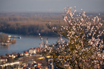 Mandelblüte Wartturm Nierstein, März 2026 © Stephan Dinges
