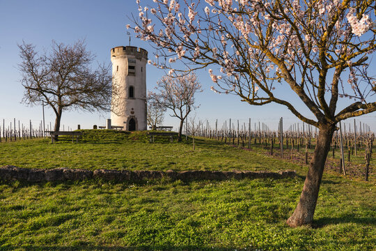 Mandelbl&uuml;te Wartturm Nierstein, M&auml;rz 2026