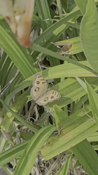 Butterfly Resting on Green Leaves in Sunny Garden