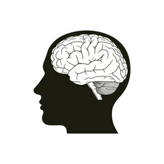 Obraz premium Detailed illustration of human brain in profile view