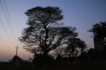 Outlines of a beautiful shaped tree in Basapur, India at sunset.