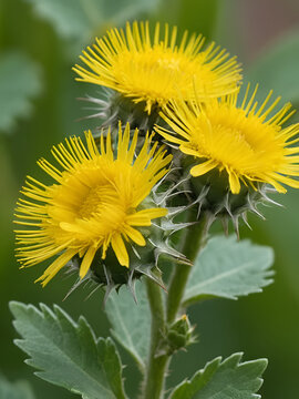 Prickly Sow-Thistle (Sonchus asper). Inflorescence Detail Closeup