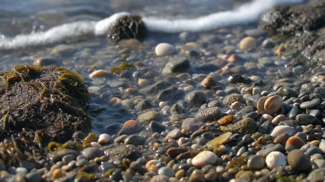 Close-up of wet pebbles colorful seashells and dark seaweed on a sunlit seashore as gentle ocean water washes over the stones.