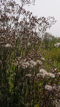 Clusters of wild Ironweed plants