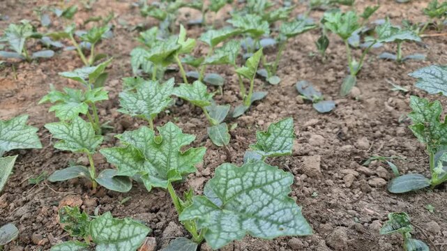 Young Ridge Gourd Seedlings in Bangladesh Agriculture Field | RAW 4K