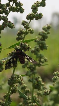 Handmaiden moth known as wasp moth appears parched on tree branches