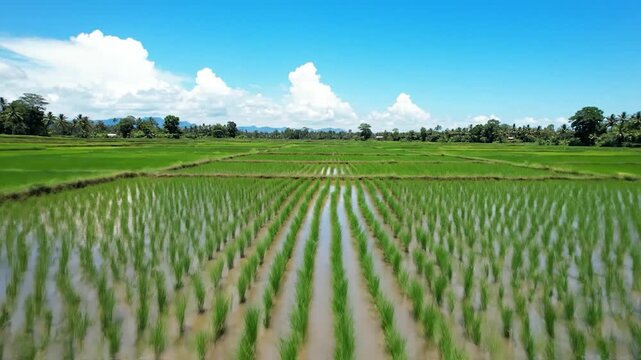 Vast green rice paddies reflecting the clear blue sky and white clouds