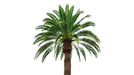 Palm tree stands tall with green leaves isolated on transparent background cut out © Ivan
