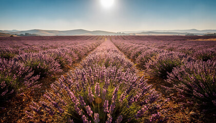 Fototapeta premium Vibrant rows of fragrant lavender bloom under a brilliant sun, stretching towards hills, evoking a peaceful and aromatic summer landscape at sunrise or sunset