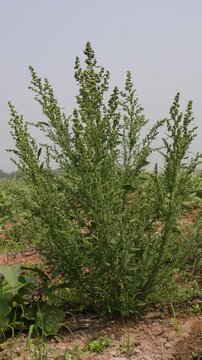 Chenopodium album known as white goosefoot or lamb's quarters