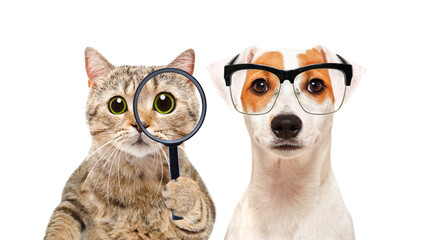 Portrait of a Scottish Straight cat with a magnifying glass and a Jack Russell Terrier dog wearing glasses isolated on white background