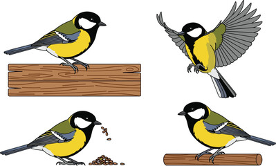 Great tit bird different poses perched flying and feeding wildlife flat vector illustration set © EdGe Creative