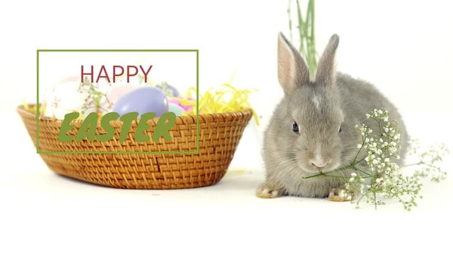 Graphic appearing over basket, juvenile gray rabbit nibbling baby's breath, shifting toward camera