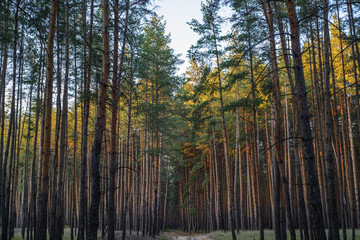 Naklejka premium Autumn Coniferous and Deciduous Forest