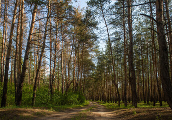 Obraz premium Autumn Mixed Forest Scene A stunning autumn forest